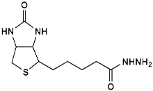 Picture of (+)-Biotin-hydrazide