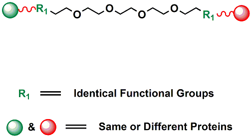 Picture for category Homobifunctional PEG Linkers
