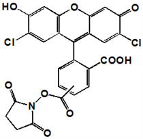 Picture of 5(6)-Carboxy-2',7'-dichlorofluorescein diacetate, SE