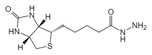 Picture of (+)-Biotin-hydrazide