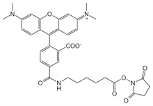 Picture of 5-TAMRA-X, SE