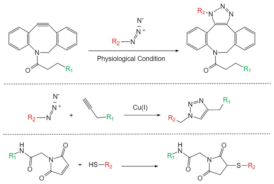 Picture for category Bioorthogonal Reaction