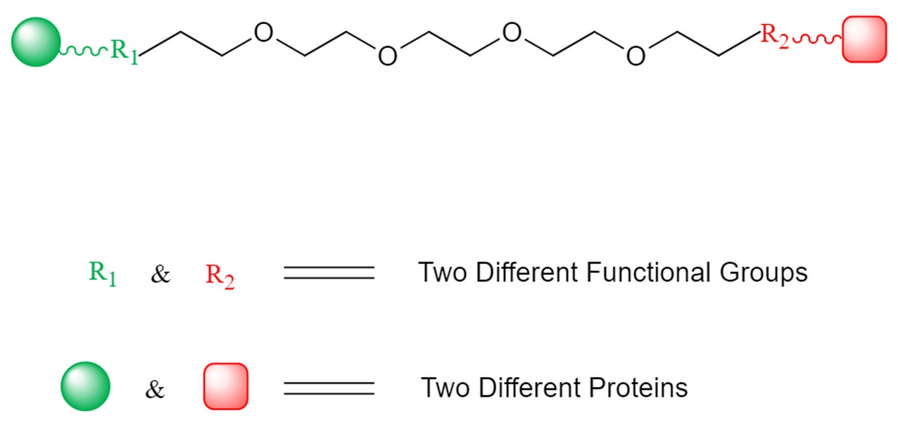 Picture for category Heterobifunctional PEG Linkers