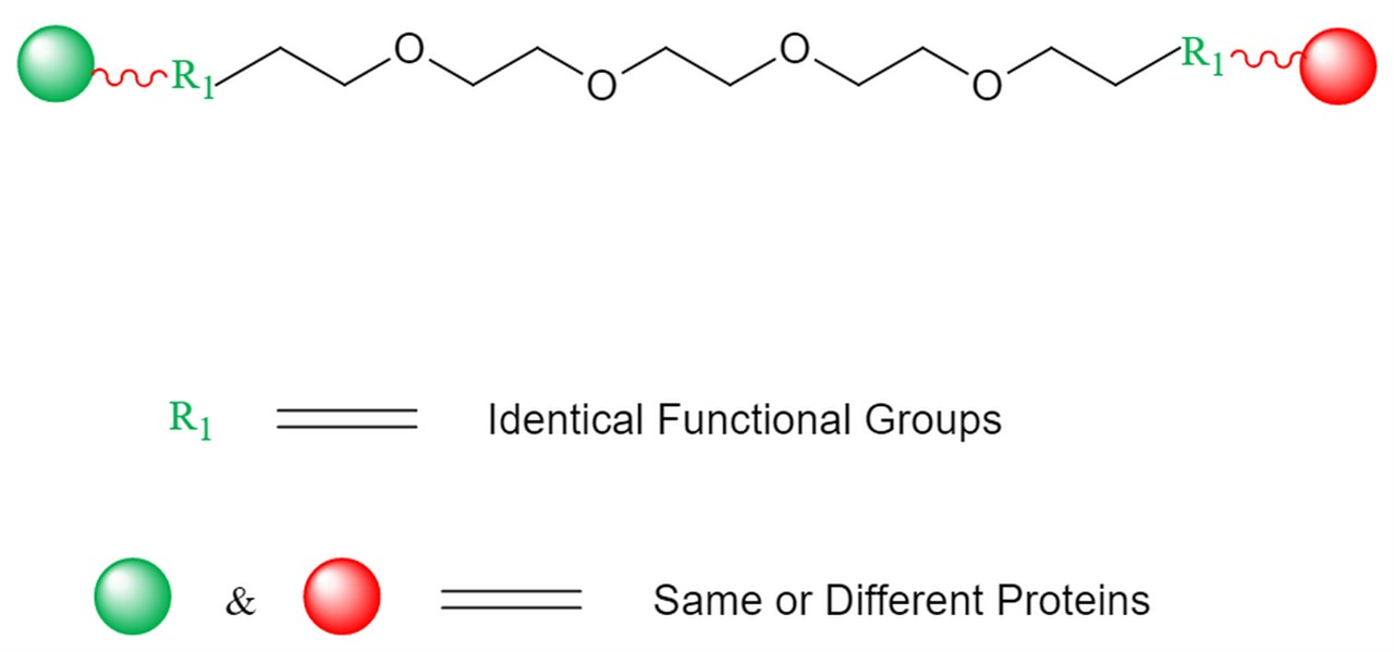 Picture for category Homobifunctional PEG Linkers